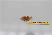 藏品(衛氏毛帶蟹)的圖片